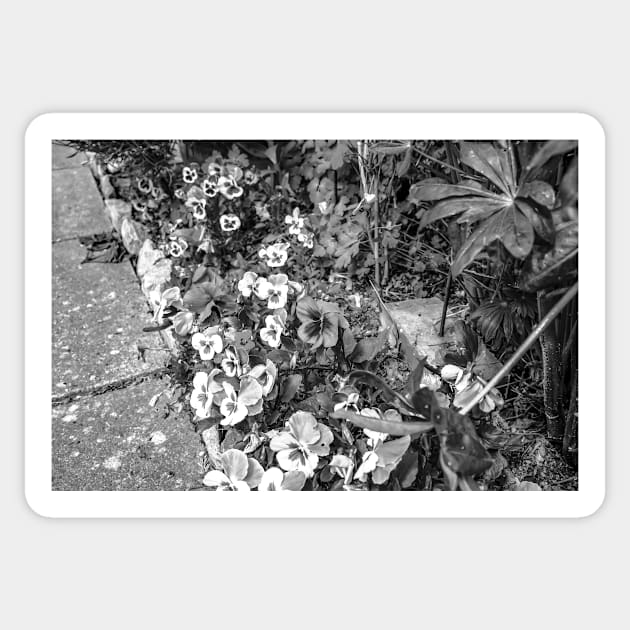 Pansies growing in an English country garden Sticker by yackers1